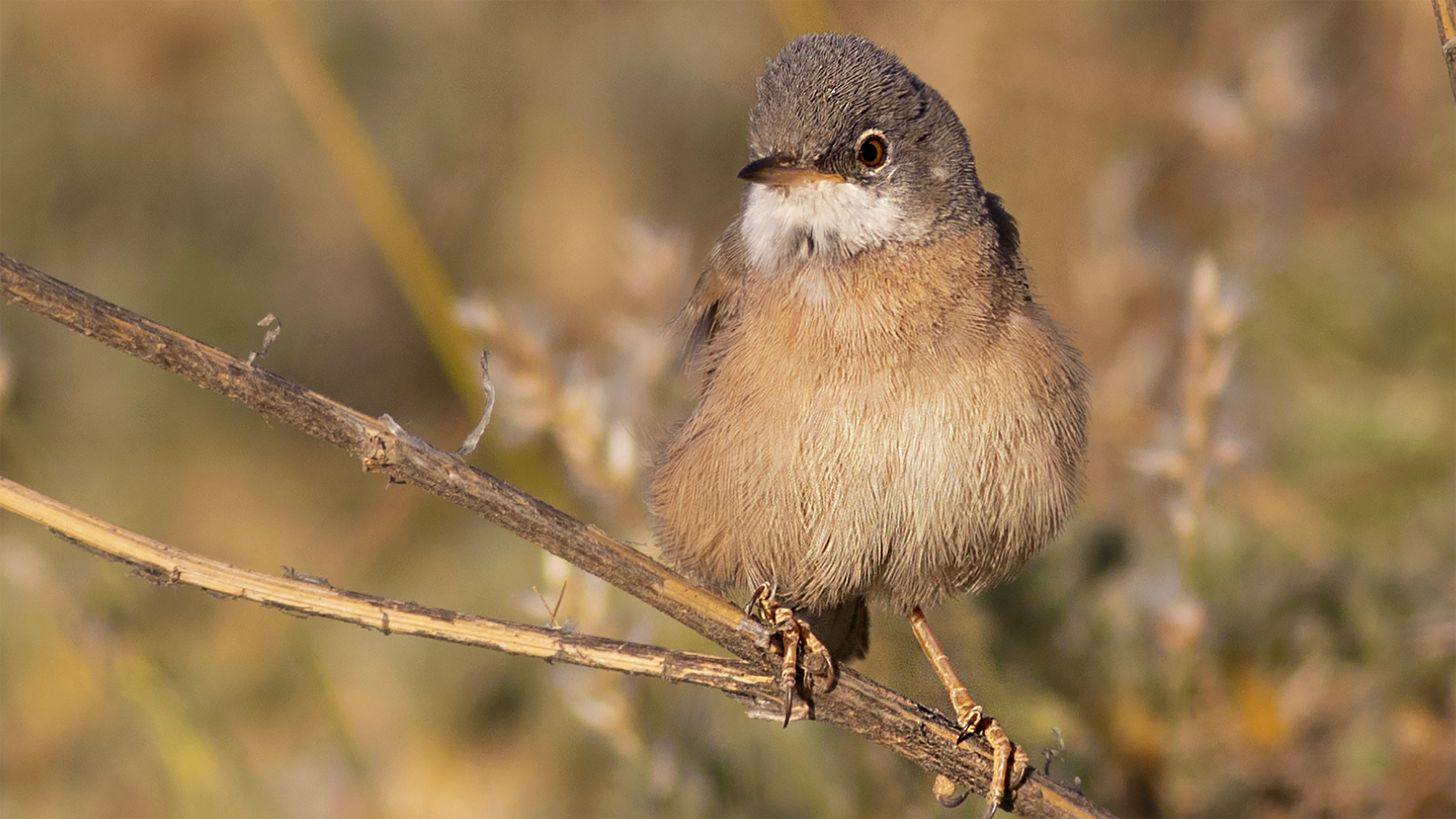 Spectacled Warbler